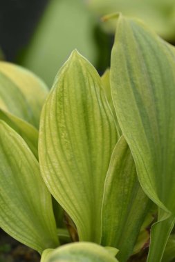 Plantain Lily yeşil yaprakları - Latince adı - Hosta Kaptanları Macerası