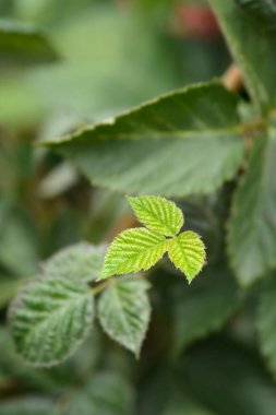 Blackberry yeni yaprakları - Latince adı - Rubus fruticosus Chester