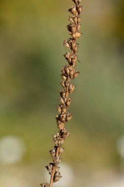 Mor gevşek tohum kabukları - Latince adı - Lythrum salicaria