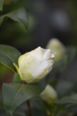 Camellia soluk sarı çiçek tomurcuğu - Latince adı - Kamelya japonica Fırça Tarlaları Sarı