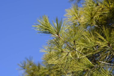 Bosna çam dalı - Latince adı - Pinus heldreichii