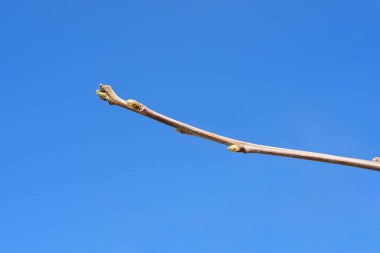 Mavi gökyüzüne karşı tomurcukları olan doğu hurma dalı - Latince adı - Diospyros kaki