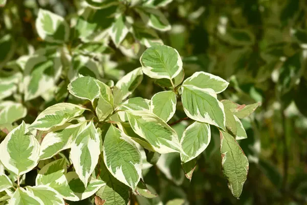 Yeşil ve beyaz kırmızı-osier Dogwood yaprakları - Latince adı - Cornus sericea Silver ve Gold