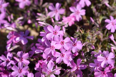 Sürünen Phlox çiçekleri - Latince adı - Phlox subulata