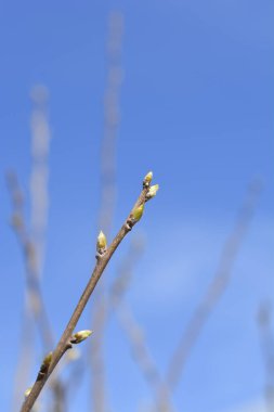 Tomurcuklu doğu hurma dalı - Latince adı - Diospyros kaki
