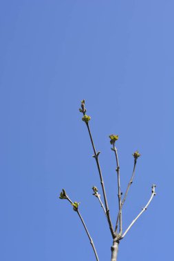 Çiçekli kül dalı ve yeni yapraklar - Latince adı - Fraxinus Ornus Louisa Lady