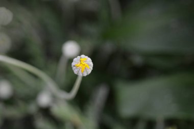 Gri yapraklı avrupap tomurcuğu Latince adı Euryops pectinatus