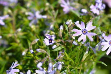 Sürünen Phlox çiçekleri - Latince adı - Phlox subulata Muhteşem Mavi Karanlık Merkezi
