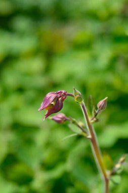 Columbine çiçek tomurcukları - Latince adı - Aquilegia vulgaris Winky Çift Kırmızı-Beyaz