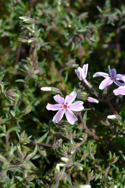 Sürünen Phlox pembe ve beyaz çiçekler - Latince adı - Phlox subulata Candy Stripe
