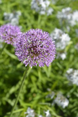 Çiçekli Soğan Mor Çiçeği - Latince adı - Allium hollandicum Purple Sensation