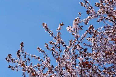 Çiçekli siyah kiraz dalı - Latince adı - Prunus cerasifera Nigra