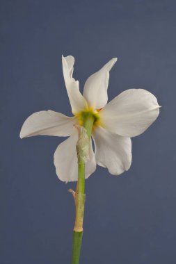 Şairlerin arkası nergis çiçeği - Latince adı - Narcissus şiirsel