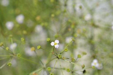 Yaygın su muz çiçeği ve tohum başlıkları - Latince adı - Alisma plantago-aquatica