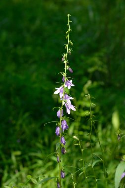 Sürünen çan çiçekleri - Latince adı - Campanula rapunculoides