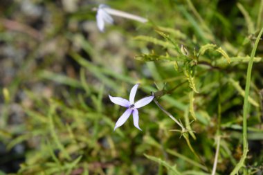 Kaya izotomi çiçekleri - Latince adı - Isotoma axillaris