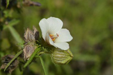 Saatlik çiçek - Latince adı - Hibiscus trionum