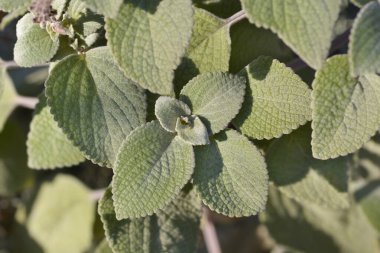Gümüş yapraklar - Latince adı - Coleus Argentatus