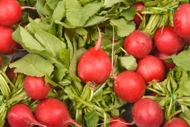 Canlı bir yakın plan, yeşil yapraklı ve saplı taze kırmızı turpları gösteriyor. Bazıları küçük demetler halinde bağlanmış.