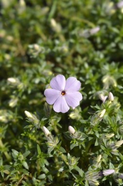 Douglas Moss Phlox pembe çiçekler - Latince adı - Phlox douglasii Leylak Bulutu