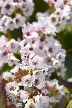 Filler soluk pembe çiçekler - Latince adı - Bergenia Angel Kiss