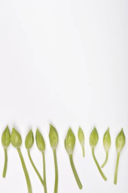 Bir minimalist yukarıdan aşağı çekim düz bir sıra canlı yeşil, açılmamış yabani sarımsak (Allium ursinum) çiçek tomurcukları katıksız beyaz arka plan boyunca sıralanmış