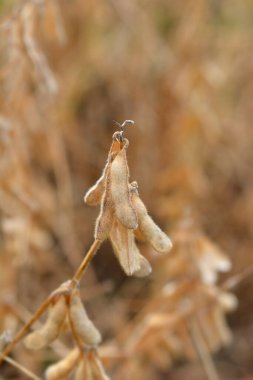 Tarlada soya tohumu kabukları - Latince adı - Glycine max