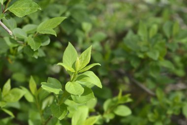 Ağlayan, yaprakları olan, Latince adı Forsythia asması olan bir dal.