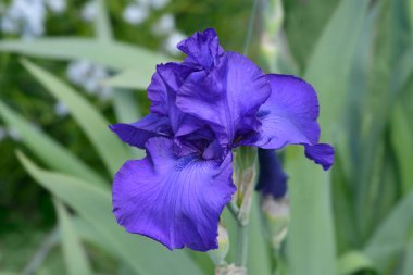 Uzun sakallı süsen çiçeği - Latince adı - Iris Royal Regency