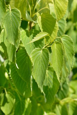 Mendil ağacı yaprakları - Latince adı - Davidia involucrata var. Vilmoriniana