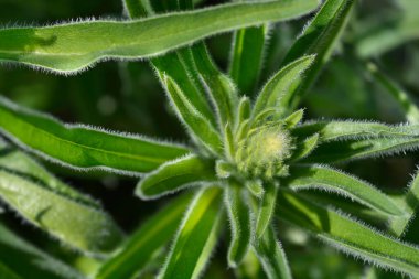 İtalyanca çiçek tomurcukları - Latince adı - Echium italicum