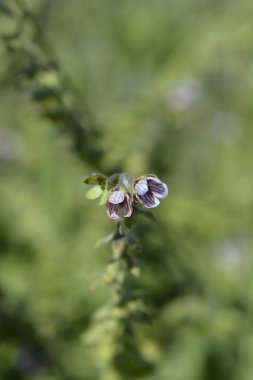 Girit Mavisi dil çiçekleri - Latince adı - Cynoglossum creticum