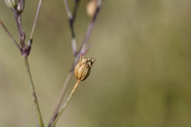 Ragged robin tohumu podu - Latince adı Lychnis flos-cuculi