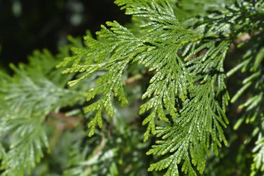 Batı kırmızı sedir dalı - Latince adı - Thuja plicata