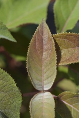 Pürüzlü ortanca yaprakları - Latince adı - Hydrangea aspera Sıcak Çikolata