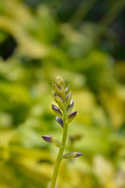 Nilüfer çiçekleri - Latince adı - Hosta August Moon