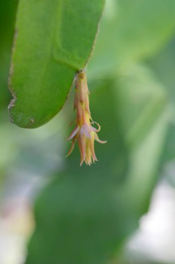 Hollandalı-boru kaktüs çiçeği tomurcuğu - Latince adı - Epiphyllum oxypetalum