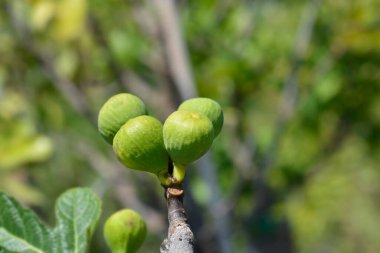 Olgunlaşmamış meyveli genel incir dalı - Latince adı - Ficus carica