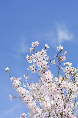 Çiçekli kiraz dalları - Latince adı - Prunus Gelin