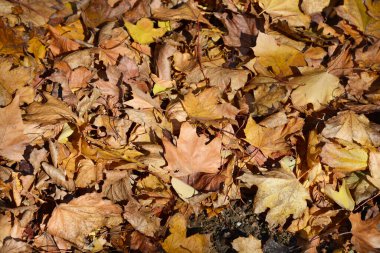 Zemin sıcak sonbahar tonlarında kuru yapraklarla kaplı.