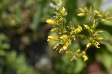 Dağ St Johns-wort çiçek tomurcukları - Latince adı Hypericum montanum