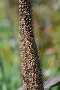 Bulrush darı tohumları - Latince adı - Cenchrus americanus