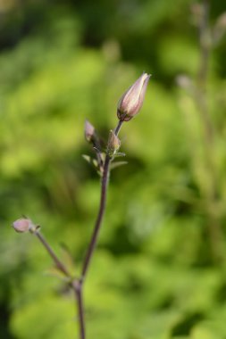 Columbine çiçek goncası - Latince adı - Aquilegia Biedermeier
