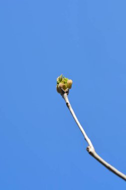 Mavi gökyüzünde çiçek tomurcukları olan çiçekli kül dalı Latince adı Fraxinus Ornus Louisa Lady