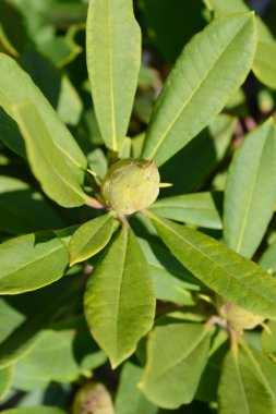 Rododendron çiçeği tomurcuğu ve yaprakları - Latince adı - Rhododendron Bernstein