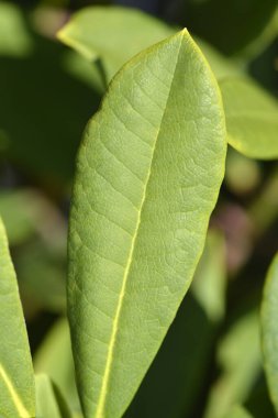 Rododendron çiçeği yaprakları - Latince adı - Rhododendron Bernstein