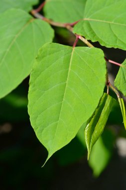 Japon düğümü yaprakları - Latince adı - Fallopia japonica