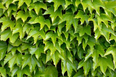 Baharda beton duvarda Boston Sarmaşığı - Latince adı - Parthenocissus triscupipidata