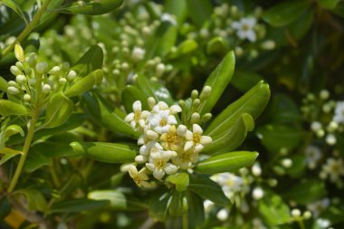Sahte Portakal çiçekleri - Latince adı - Pittosporum tobira