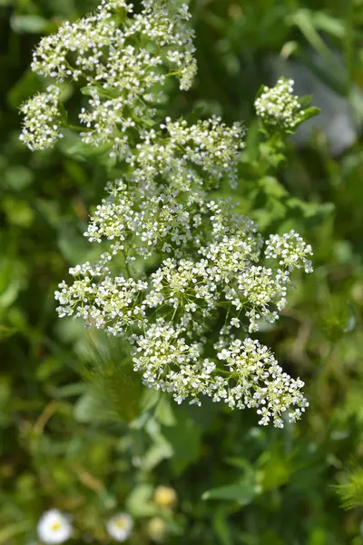 Beyaz tereli çiçekler - Latince adı - Lepidium draba